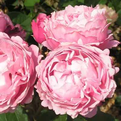 Delbard Rose Soeur Emmanuelle