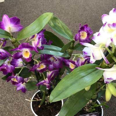Dendrobium (orchid) Houseplant