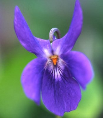 Des Charentes Odorata Violet