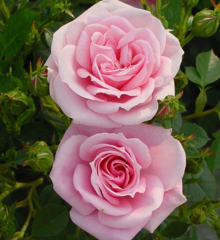 Diamond Wishes Patio Rose