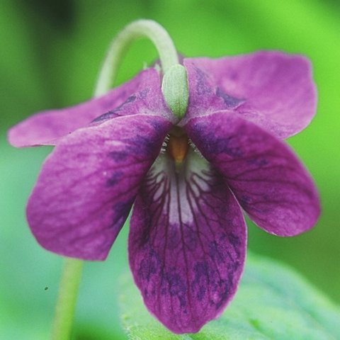 Diana Groves Odorata Violet