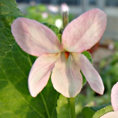 Dick O' The Hills odorata Violet