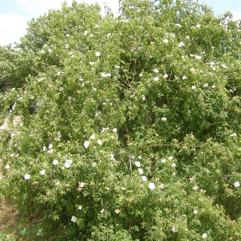 Dog Rose