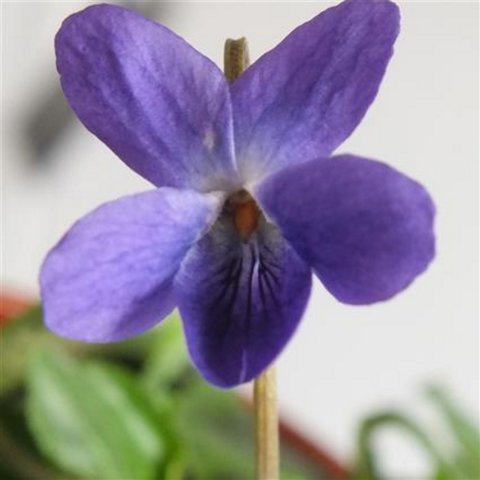 Donau Odorata Violet