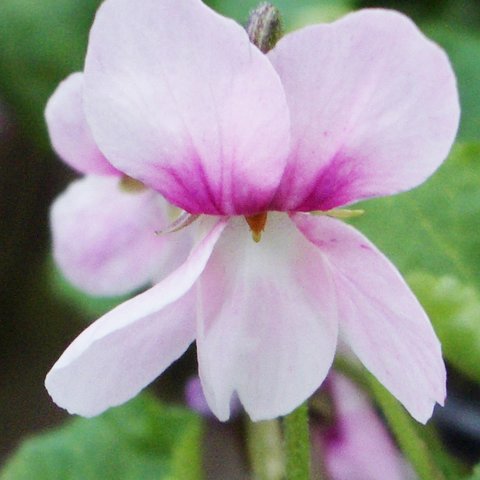 Doreen Odorata Violet