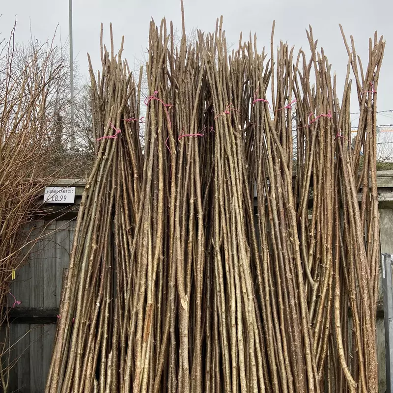 Dorset Grown Hazel Bean Rods