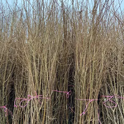 Dorset Grown Hazel Pea Sticks