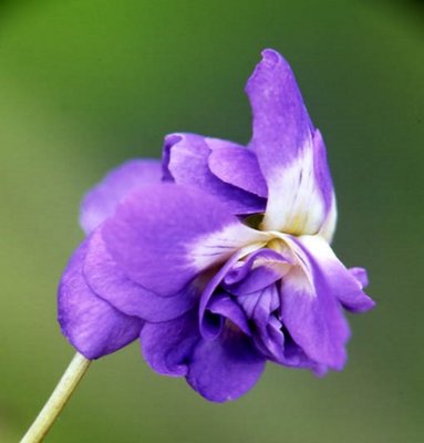 Duchess de Parme Parma Violet