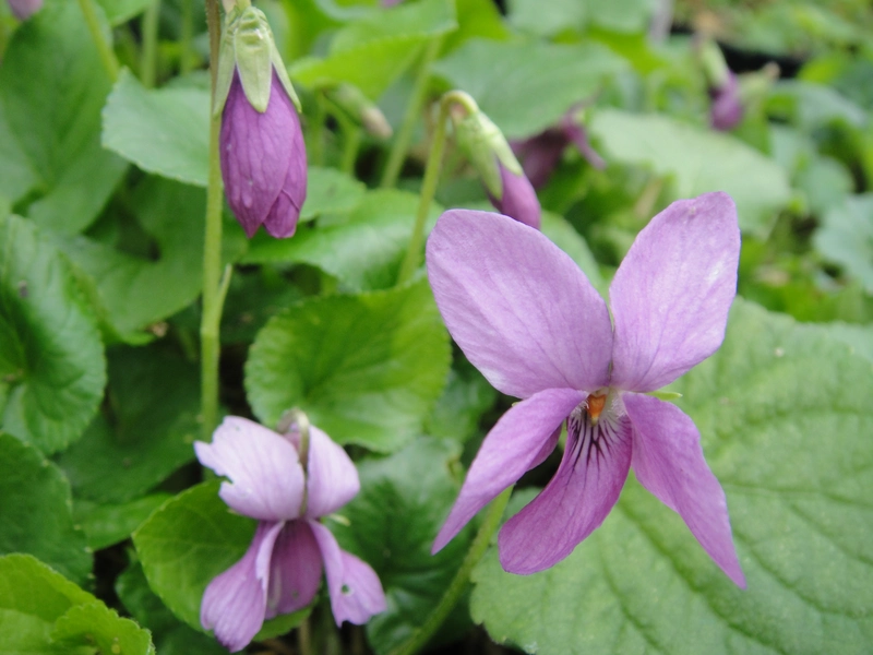 Dusky Pink odorata Violet