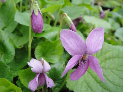 Dusky Pink odorata Violet
