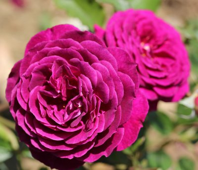 Ebb Tide Floribunda Rose