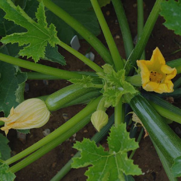 Grow Your Own