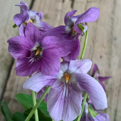 Edna Thomas odorata Violet
