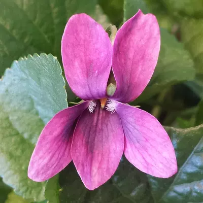 Eliza May Groves odorata Violet