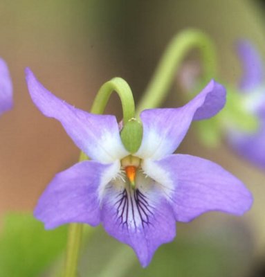 Elizabeth Bailes Odorata Violet