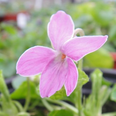 Ellie Odorata Violet