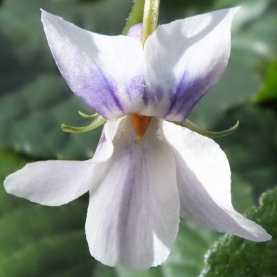 Elsie Coombs Odorata Violet