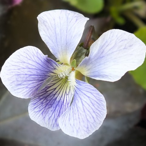 Emperor Blue Sororia Violet