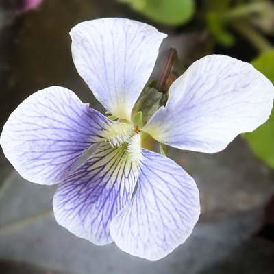 Emperor Blue Sororia Violet