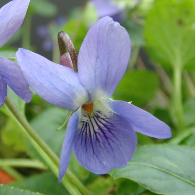 Empress Augusta Odorata Violet