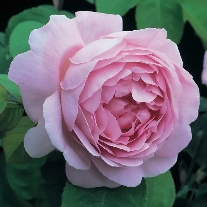 English Rose Constance Spry
