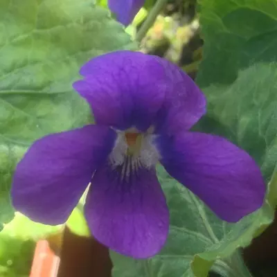 Explorateur Dybowski Large Flowered Devon Type Violet