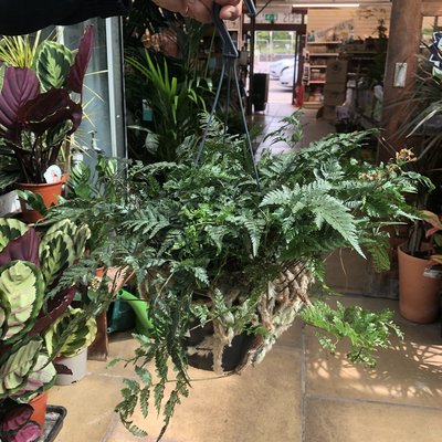 Fern Hanging basket (indoor)