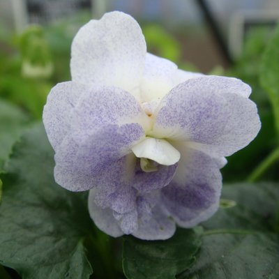 Ferndale Parma Violet