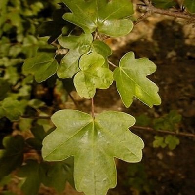 Field Maple