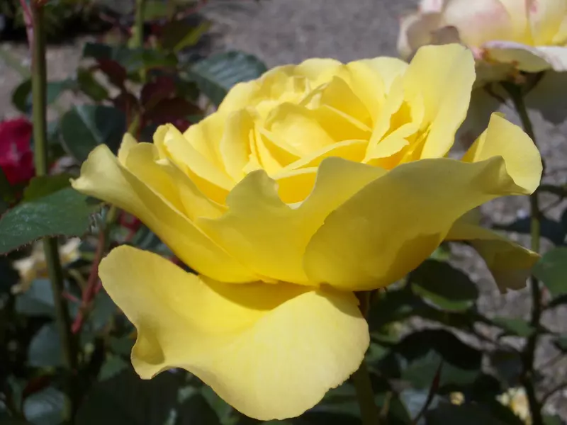 Floribunda Rose Chinatown