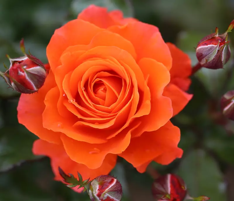 Floribunda Rose For You With Love