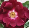 Floribunda Rose Night Owl