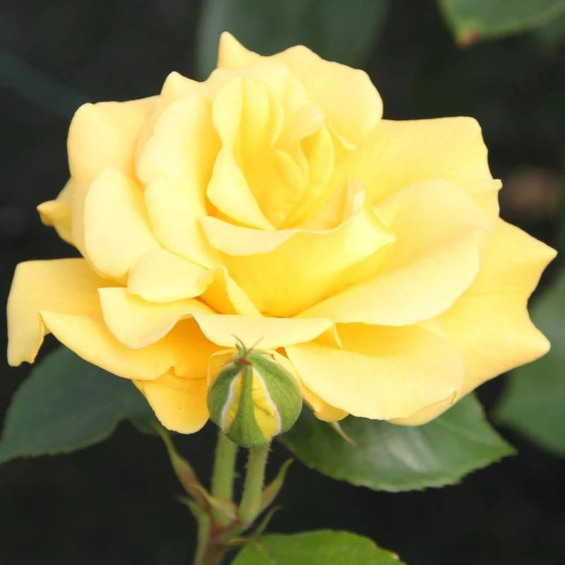 Floribunda Rose Precious Gold