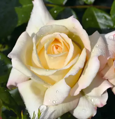 Floribunda Rose Special Day