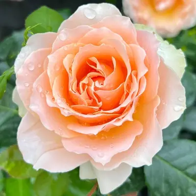 Floribunda Rose 'The Rob Burrow MND Rose'
