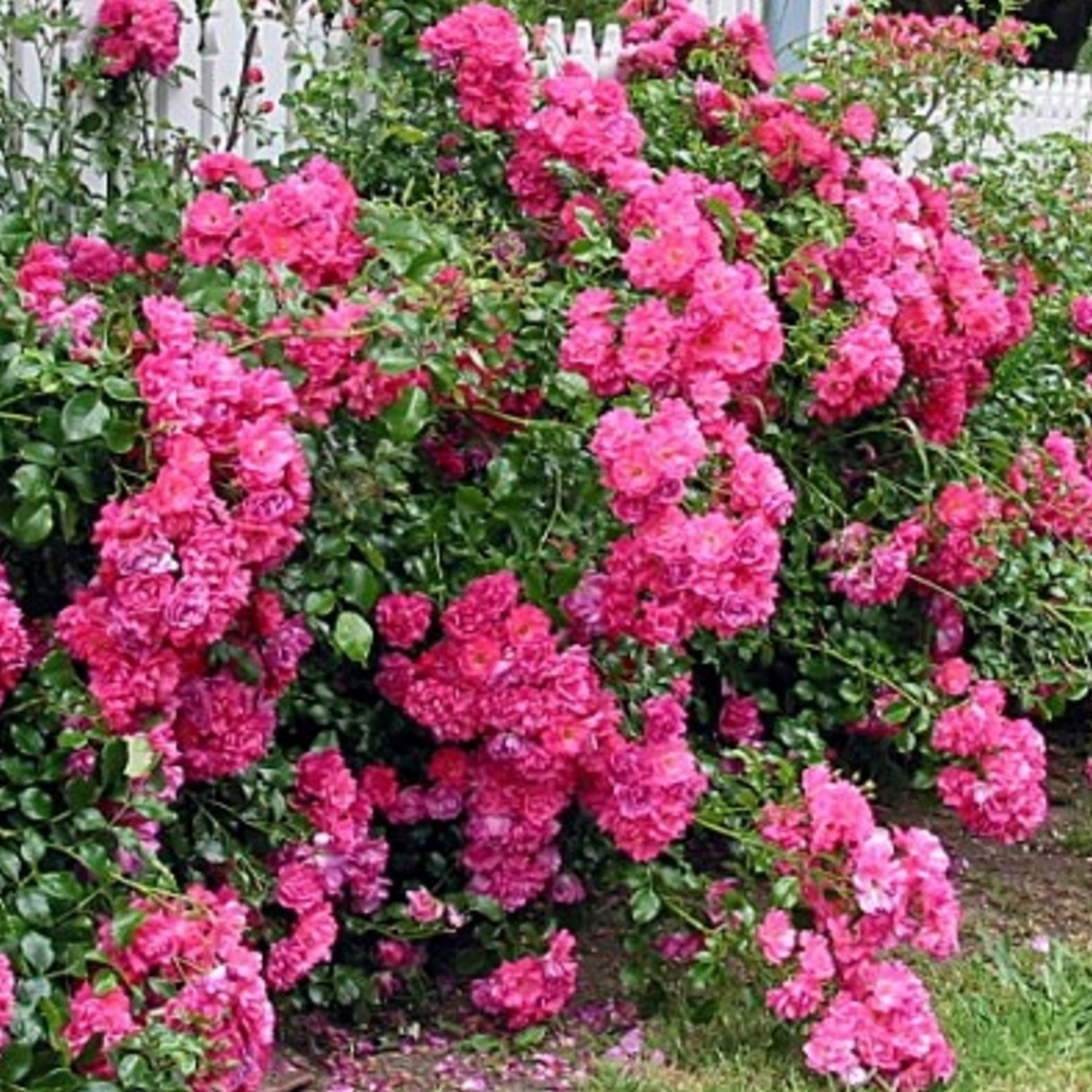 Groundcover Rose Flower Carpet Pink Groves Nurseries & Garden Centre