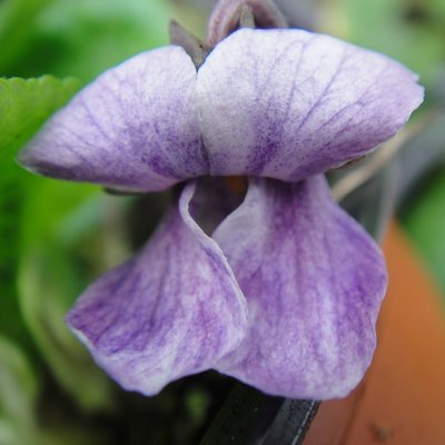 Francis Lee Odorata Violet