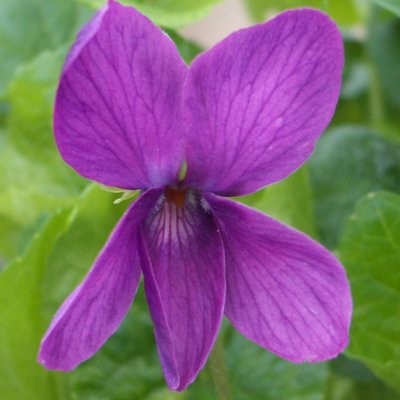 Fred Morey Odorata Violet