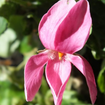 Viola odorata Frederick Peter Groves Stork (Violet)