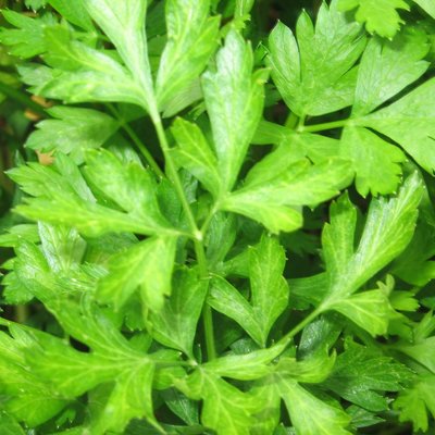 French Parsley Flat leaved Herb 12cm