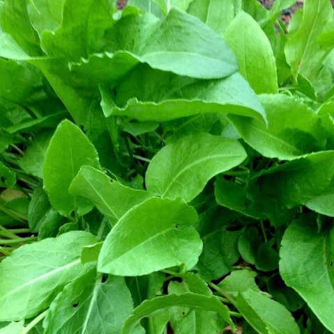 French Sorrel Herb 12cm