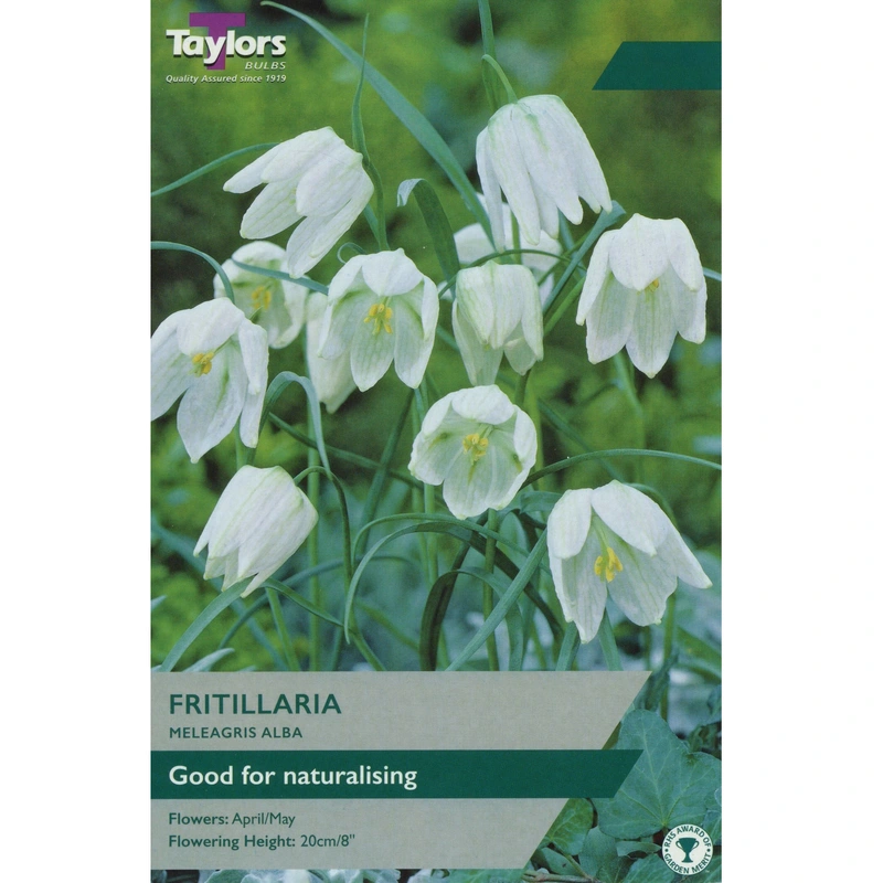 Taylors Fritillaria Meleagris Alba