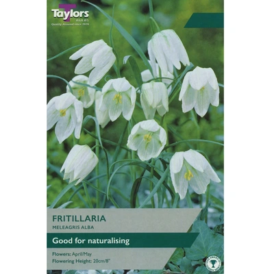 Taylors Fritillaria Meleagris Alba