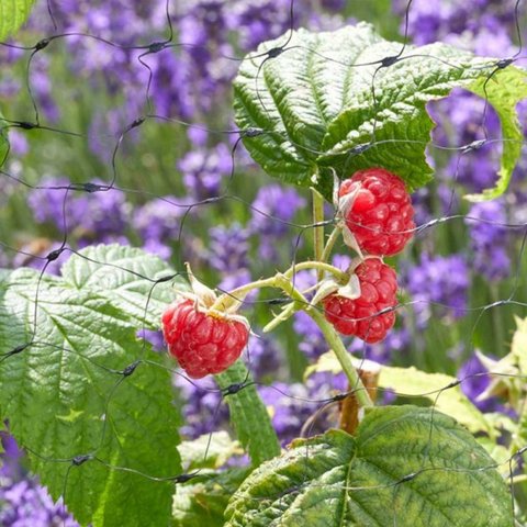 Fruit Cage netting 25mmx4x10m