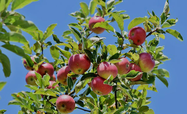 Fruit Trees