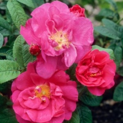 Gallica Officinalis Shrub Rose