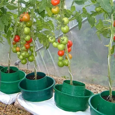 Garden Innovations Tomato Growpots 3pk - image 2