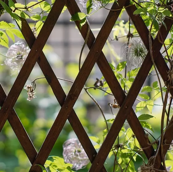 Garden Trellis