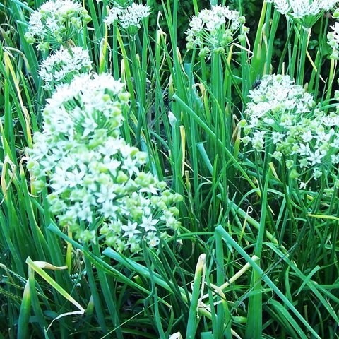 Garlic Chives Herb 12cm