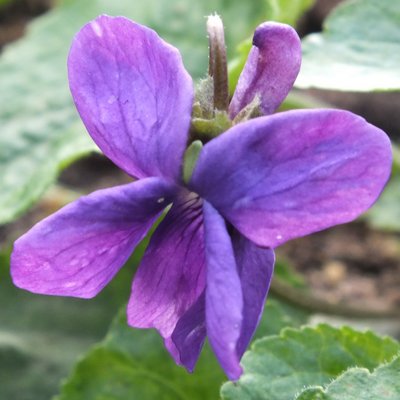 George Lee Odorata Violet